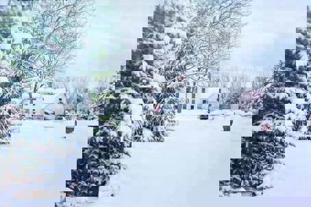 snowy front lawn and home